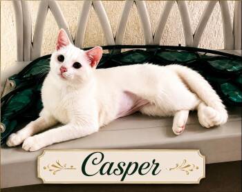 Caspar -  Domestic Short Hair Cat for Adoption in Casselberry, Florida - Caspar | PetCurious