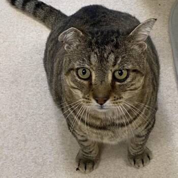 Archie -  Domestic Short Hair Cat for Adoption - Archie | PetCurious