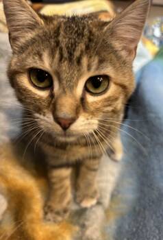 Domestic Short Hair Cats Available for Adoption - Ember | PetCurious
