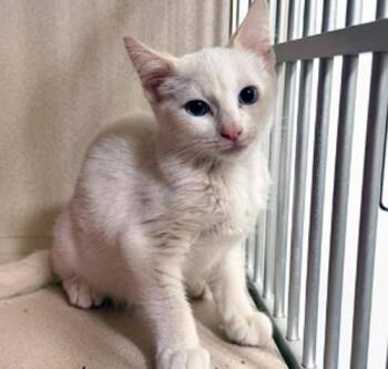 MOCHI -  Siamese Cat for Adoption in San Clemente, California - MOCHI | PetCurious