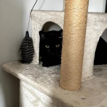 Mia -  Domestic Short Hair Cat for Adoption in Aspinwall, Pennsylvania - Mia | PetCurious