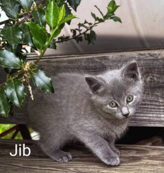 Rescue Domestic Short Hair Cats for Adoption in Binghamton, New York - Jib | PetCurious