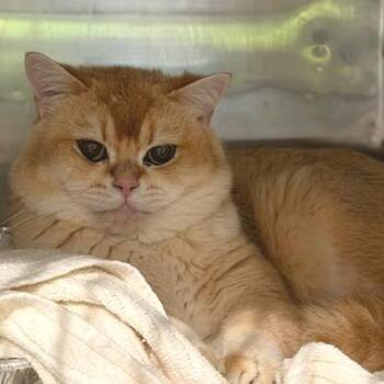 Scottish Fold Cats Available for Adoption in Cumming, Georgia - Haggis | PetCurious