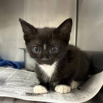 MOONEY -  Domestic Short Hair Cat for Adoption in Pensacola, Florida - MOONEY | PetCurious