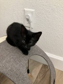 Rescue Domestic Short Hair Cats for Adoption in Oakdale, California - Moss | PetCurious