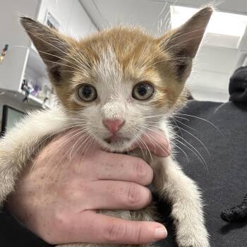 Billy Goat -  Domestic Short Hair Cat for Adoption in Newark, New Jersey - Billy Goat | PetCurious