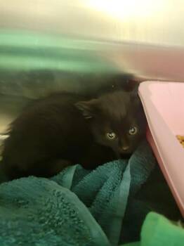 A121780 -  Domestic Short Hair Cat for Adoption in West Valley City, Utah - A121780 | PetCurious
