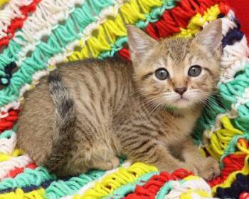 Baron -  Domestic Short Hair Cat for Adoption in Largo, Florida - Baron | PetCurious