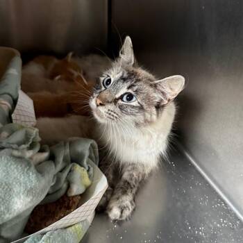 Smokey -  Domestic Long Hair Cat for Adoption in Kansas City, Missouri - Smokey | PetCurious