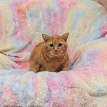 Rescue Domestic Short Hair Cats for Adoption in Idaho Falls, Idaho - Milo | PetCurious