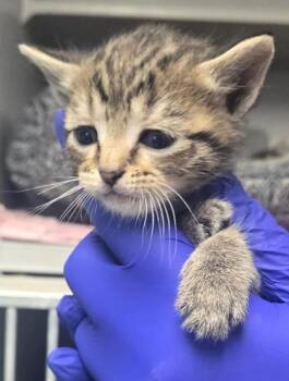 TC brn tab male -  Domestic Short Hair Cat for Adoption in Greencastle, Indiana - TC Brn Tab Male | PetCurious