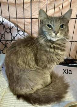 Domestic Long Hair and Domestic Short Hair Cats Available for Adoption in Fort Worth, Texas - Xia | PetCurious
