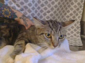 Rescue Domestic Short Hair Cats for Adoption in Sacramento, California - A899880 | PetCurious