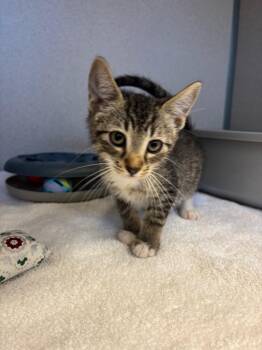 Sleepy -  Domestic Short Hair Cat for Adoption in Liverpool, New York - Sleepy | PetCurious