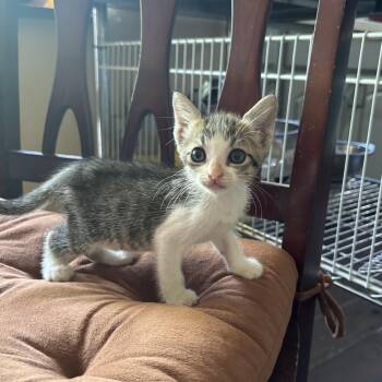 Rescue Domestic Short Hair Cats for Adoption in Ewa Beach, Hawaii - Cinnabon Delight | PetCurious