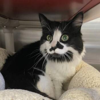 Moo -  Domestic Medium Hair Cat for Adoption in Enfield, New Hampshire - Moo | PetCurious