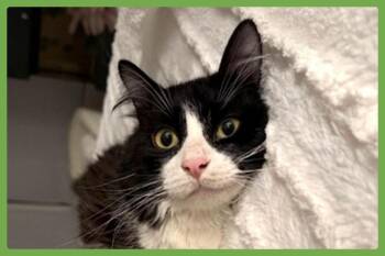 Figgy -  Domestic Long Hair Cat for Adoption in Amherst, Massachusetts - Figgy | PetCurious