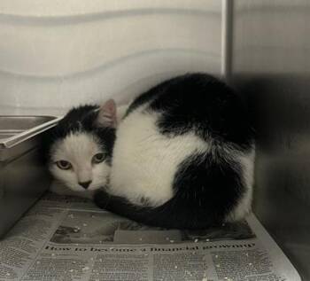 Patches -  Domestic Short Hair Cat for Adoption in Wichita, Kansas - Patches | PetCurious