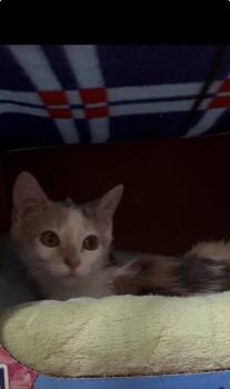 Dilute Calico Cats Available for Adoption - Misty | PetCurious