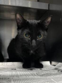 Dodger $50 -  Domestic Short Hair Cat for Adoption in Seneca, South Carolina - Dodger $50 | PetCurious