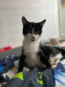 Rescue Domestic Short Hair Cats for Adoption in Hamilton, Ohio - Isis | PetCurious