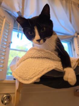 Mrs Beasley -  Tuxedo Cat for Adoption in Acushnet, Massachusetts - Mrs Beasley | PetCurious