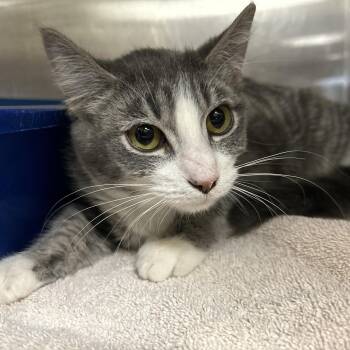 Domestic Short Hair Cats Available for Adoption - Alder | PetCurious