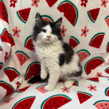 Freya  57619 -  Domestic Long Hair Cat for Adoption in Kittanning, Pennsylvania - Freya  57619 | PetCurious