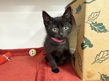 HINE -  Domestic Short Hair Cat for Adoption in Brentwood, Missouri - HINE | PetCurious
