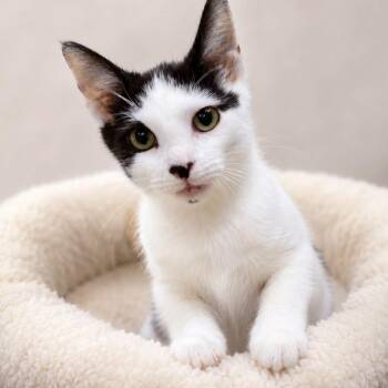 BILL BURR -  Domestic Short Hair Cat for Adoption in Cranston, Rhode Island - BILL BURR | PetCurious