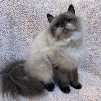 Himalayan and Persian Cats Available for Adoption in Allentown, New Jersey - Moucha | PetCurious