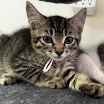 Anna -  Domestic Short Hair Cat for Adoption in Sunrise, Florida - Anna | PetCurious