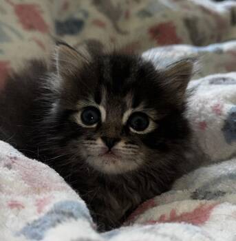 Curry -  Tabby and Domestic Short Hair Cat for Adoption in Buford, Georgia - Curry | PetCurious