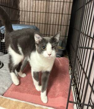 Rescue Tabby Cats for Adoption in Maple Ridge, British Columbia - Plankton & Wazowski (Bonded Siblings) | PetCurious