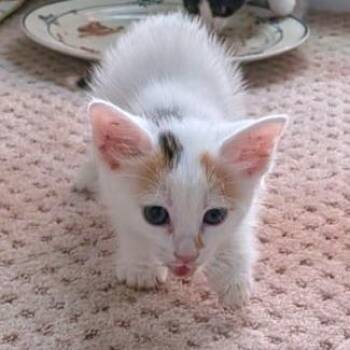 Evanescence -  Domestic Short Hair Cat for Adoption in Brownsboro, Alabama - Evanescence | PetCurious