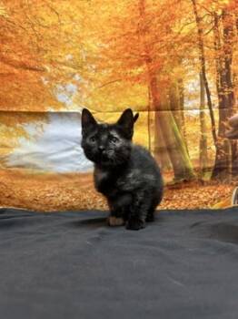 Rescue Domestic Short Hair Cats for Adoption in San Antonio, Texas - Pounce | PetCurious