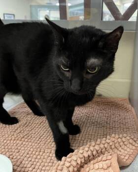 Minnie Mouse -  Domestic Short Hair Cat for Adoption in Stratham, New Hampshire - Minnie Mouse | PetCurious
