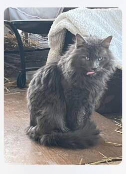 Rescue Domestic Long Hair Cats for Adoption in Lincoln Park, Michigan - Scar | PetCurious