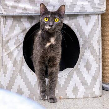 Rescue Domestic Short Hair Cats for Adoption in Wilmington, Delaware - Gracie | PetCurious