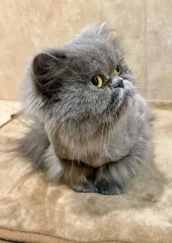 Ramona -  Persian Cat for Adoption in Irondequoit, New York - Ramona | PetCurious