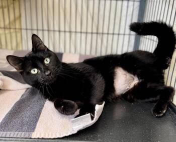 Domestic Short Hair Cats Available for Adoption - Lilac | PetCurious