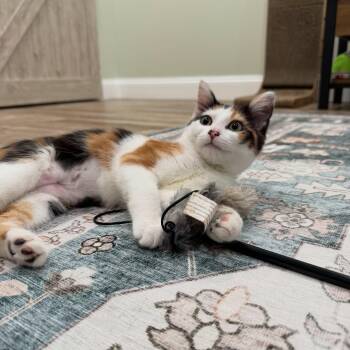 Alma -  Domestic Short Hair Cat for Adoption in Mcdonald, Pennsylvania - Alma | PetCurious