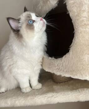Ragdoll Cats Available for Sale - James  | PetCurious