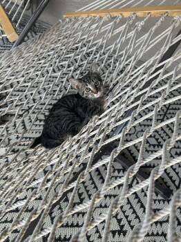 Rescue Domestic Short Hair Cats for Adoption in Sioux Falls, South Dakota - Bean | PetCurious