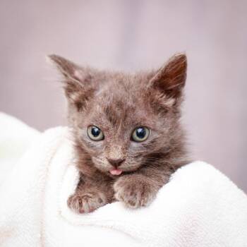 Llama -  Domestic Short Hair Cat for Adoption in Hattiesburg, Mississippi - Llama | PetCurious