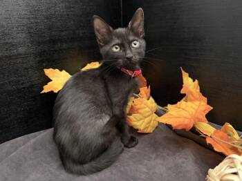 Tonya -  Domestic Short Hair Cat for Adoption in Fayetteville, Georgia - Tonya | PetCurious