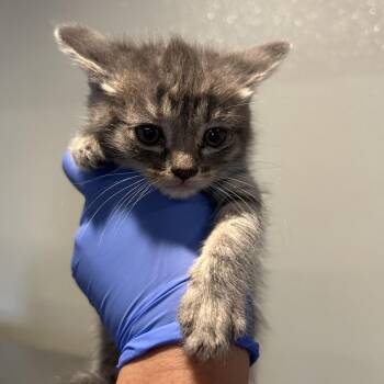 IVHS-Stray-139117 -  Domestic Short Hair Cat for Adoption in San Gabriel, California - IVHS-Stray-139117 | PetCurious
