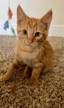 Rescue Domestic Short Hair Cats for Adoption in Dixon, California - Rusti | PetCurious