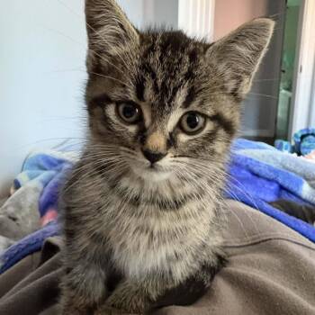 Astra - A Sweet Little Doll -  Domestic Medium Hair Cat for Adoption in Hamilton, Ontario - Astra - A Sweet Little Doll | PetCurious