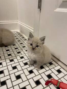 Rihanna -  Domestic Medium Hair Cat for Adoption in Madison, Georgia - Rihanna | PetCurious